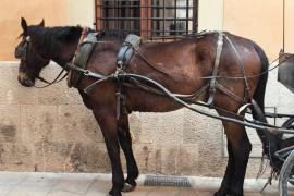 Les autoritats han immobilitzat el cavall que estirava una galera irregular.