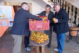 Moment en que es col·loquen les taronges i llimones a la caixa.