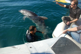 El Consorci per a la Recuperació de la Fauna de Balears (Cofib) ha rescatat i alliberat un dofí que s'havia enredat amb una xarxa.