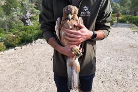 Alliberen a la finca pública de Galatzó una àguila coabarrada recuperada en les instal·lacions del COFIB