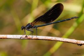 L’espècie fou fotografiada divendres passat. Foto: Toni Muñoz