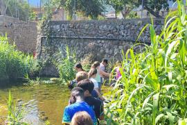 El CEIP Es Fossaret neteja un tram del torrent de Biniaraix