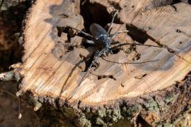 La Conselleria destina un total de 4,8 milions d'euros, provinents de l'Impost del Turisme Sostenible (ITS), per al control i lluita contra plagues forestals