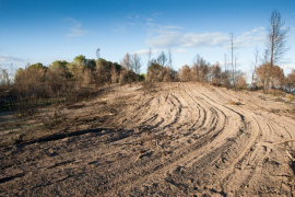 El GOB demana la paralització de les tasques forestals a la zona afectada de Sa Canova.