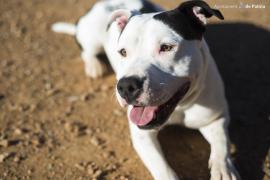 Imatge d'un ca del centre de Son Reus de Palma.