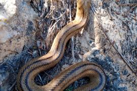 Els productors ecològics demanen una resposta més contundent per a aturar l’expansió de noves plagues i espècies invasores