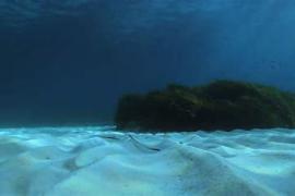 Marilles demana ampliar la zona protegida a la reserva dels Freus d’Eivissa i Formentera