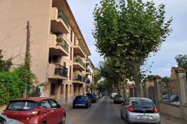 Un estudi conclou que s’han de talar 90 arbres malalts a Sóller