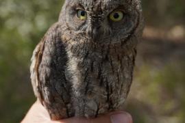 El Centre de Recuperació de Fauna Silvestre allibera 13 polls de mussolet a la muntanya d'El Toro