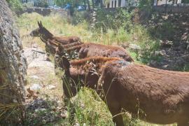 Les someres ajuden amb «molt d'èxit» a netejar el torrent d'Esporles