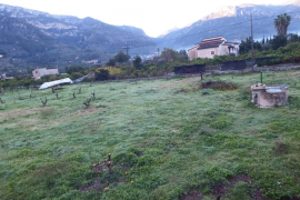 Arrabassen els tarongers de més de 50 horts per sembrar arbres nous