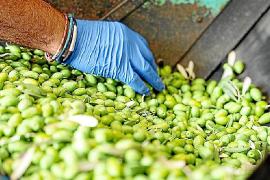 La collita de l’oliva de Sóller, en greu perill per la sequera