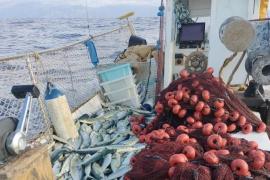 Arranca la temporada de pesca de la llampuga