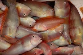 S’avança un dia l'inici de la pesca del raor a les aigües interiors de Mallorca i Menorca