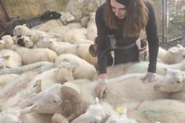 Un nou focus del serotip 3 de llengua blava a Bunyola obliga a vacunar d'urgència les ovelles de Sóller