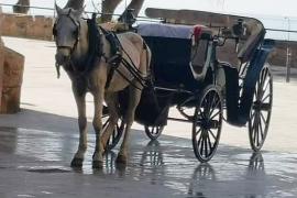 Palma acull dissabte una protesta contra l'explotació dels cavalls de les galeres