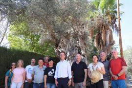 Es prepara un catàleg d’oliveres mil·lenàries de la Serra de Tramuntana