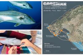 Investigadors de l’IMEDEA revelen la importància de les reserves marines de les Balears per a protegir i connectar les poblacions de peixos