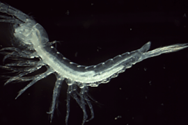 La UIB seqüencia el primer genoma complet d’un crustaci cavernícola endèmic de Mallorca i Menorca