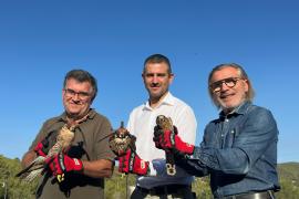 Alliberats a Sant Antoni de Portmany dos falcons pelegrins i un xoriguer recuperats al COFIB