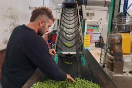 Les primeres partides d’oliva arribaren aquesta setmana a la Cooperativa.