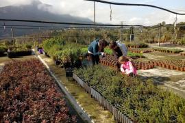 Jornada de portes obertes al Centre Forestal de les Illes Balears per a celebrar l'inici de la temporada de venda de planta autòctona