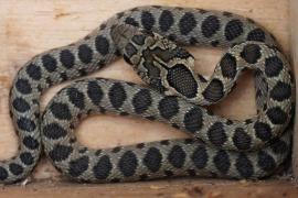 El Govern sol·licita a l'Estat ampliar la catalogació de les serps introduïdes com a espècies exòtiques invasores a totes les Illes Balears