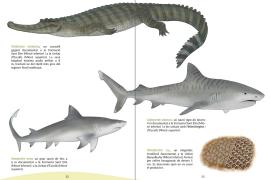 PALMA. FAUNA. Una obra muestra cÃ³mo eran la fauna y la flora de Balears desde hace 23 millones de aÃ±os.