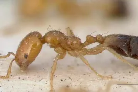 De Singapur a Palma: detecten per primera vegada a les Balears la formiga invasora 'Trichomyrmex Destructor'