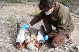 El GOB insta la Fiscalia a obrir diligències d’investigació penal sobre els casos d’enverinament de milanes