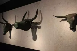 El Pi demana crear una comissió per al retorn dels caps de bou de Costitx a Mallorca