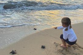 Alliberen a la mar 34 tortugues marines nascudes aquest estiu a Can Pere Antoni