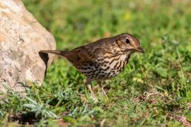 Tord (Turdus philomelos)