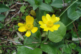 El Jardí Botànic demana col·laboració ciutadana per localitzar una planta