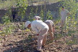 Comencen a eliminar la planta invasora Nicotiana glauca al Gorg Blau que amenaça de contaminar l’embassament