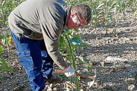 El Govern elimina del Gorg Blau la planta invasora 'Nicotiana glauca'
