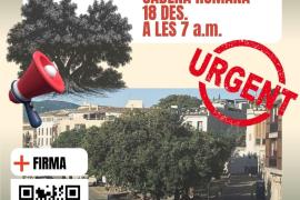 Aquest dijous, a les 7 del matí, cadena humana per aturar la tala dels Bellaombra de la plaça Llorenç Villalonga