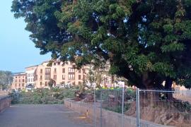 La cadena humana de veïns no aconsegueix aturar l'extermini dels bellaombra de la plaça Llorenç Villalonga