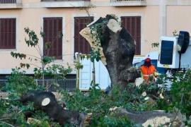 Arboricultors qüestionen la decisió de talar els bellaombra i creuen que podria haver-hi «ignorància o interessos»
