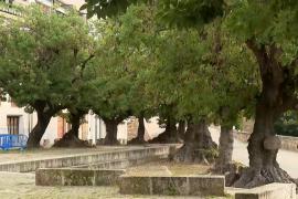 Palma XXI no assistirà a la Comissió Municipal del Cicle Climàtic en senyal de protesta