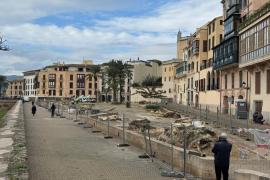 Els bellaombres de la plaça Llorenç Villalonga de Palma han quedat completament arrasats.