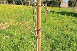 Més de mig centenar de finques ecològiques de Mallorca sembren 2.400 arbres fruiters resistents al canvi climàtic