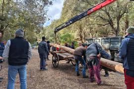 Pollença ja té preparat el pi per Sant Antoni