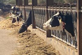 Més per Menorca demana explicacions pel retard en el pagament de les ajudes del sector lacti.