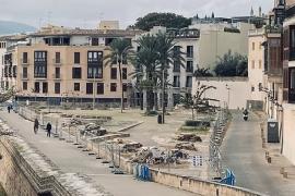 L'Associació Balear de l'Arbre critica la «deficient» tala dels bellaombra i reclama una ordenança que protegeixi l'arbratge singular