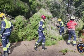 Els Bombers de Mallorca han hagut de fer nombroses intervencions per la caiguda d'arbres.