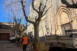 L’Ajuntament d’Esporles farà un tractament integral de l’arbrat del municipi