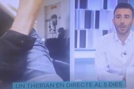 Un suposat therian diu en directe per IB3 «perrosanchez hijodeputa dimisión» mentre fa gestos obscens