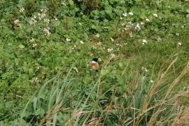 El GOB reclama desestimar definitivament el parc fotovoltaic de Son Bonet i convertir-lo en un espai verd estratègic