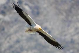 El Parc Natural de la Península de Llevant és un espai destacat per a l’observació d'aus rapinyaires.